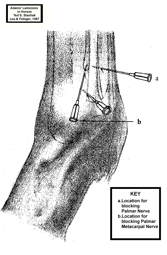 Regional anesthetic in equine lameness